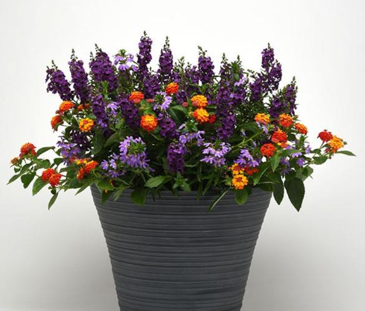 COMBO SHINDIG - 10" HANGING BASKET