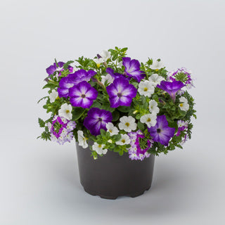 COMBO SPRING SHOWERS - 10'' HANGING BASKET