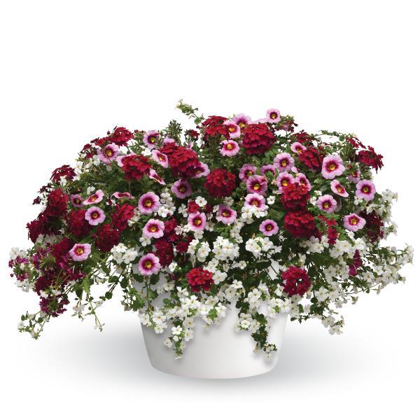 COMBO STRAWBERRY SHORTCAKE - 10" HANGING BASKET