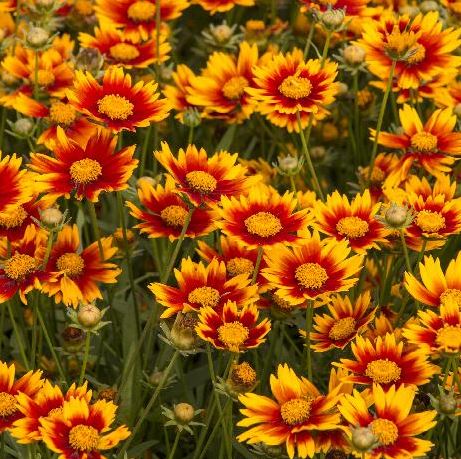 Coreopsis x 'Lil Bang Daybreak'