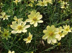 Coreopsis 'Moonbeam'