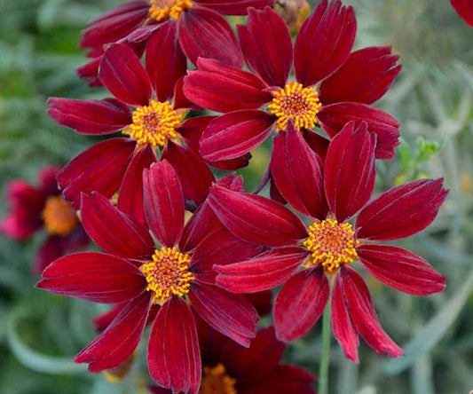 Coreopsis 'Red Satin'