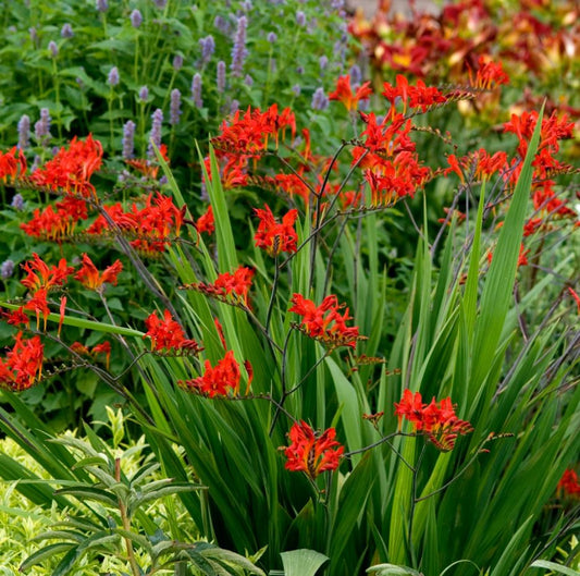 Crocosmia x c. 'Lucifer'