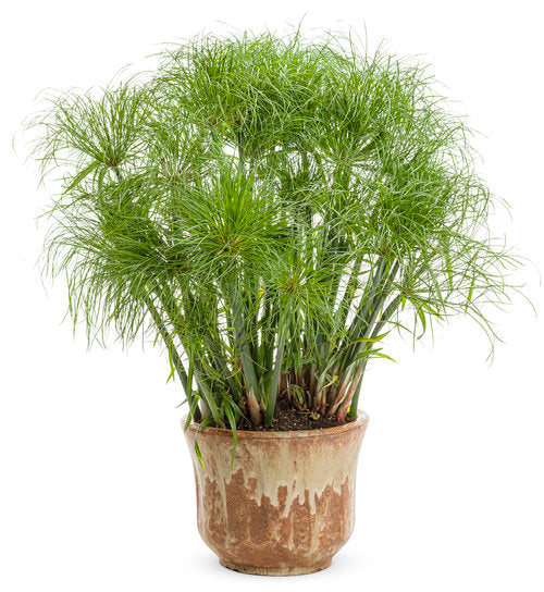 CYPERUS PRINCE TUT