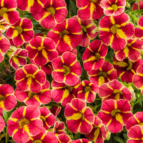 CALIBRACHOA SUPERBELLS CARDINAL STAR - QUART POT