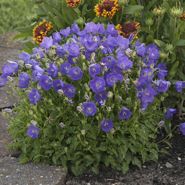 Campanula carpatica 'Pearl Deep Blue'