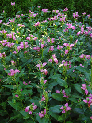 Chelone lyonii 'Hot Lips'