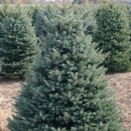 Blue Spruce 6' Christmas Tree