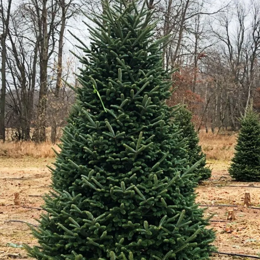 Fraser Fir 6' Christmas Tree