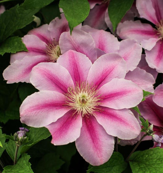 Clematis  'Bees' Jubilee'