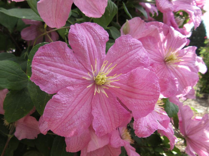 Clematis 'Comtesse de Bouchard'