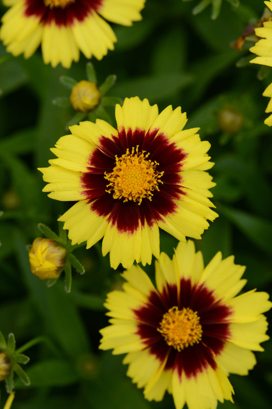 Coreopsis 'Uptick Yellow and Red'