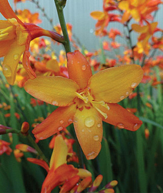 Crocosmia x 'Orange Pekoe'