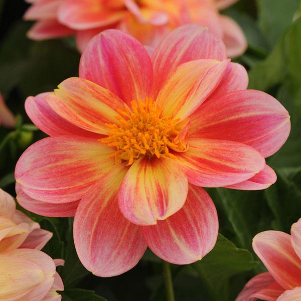 DAHLIA DALAYA PINK LEMON