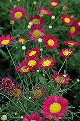 DAISY MADEIRA RED