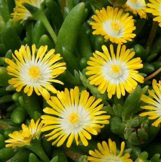 DELOSPERMA JEWEL OF THE DESERT PERIDOT