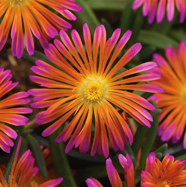 Delosperma 'Orange Glow'