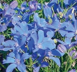 DELPHINIUM GRAND. 'BLUE MIRROR'  19CM