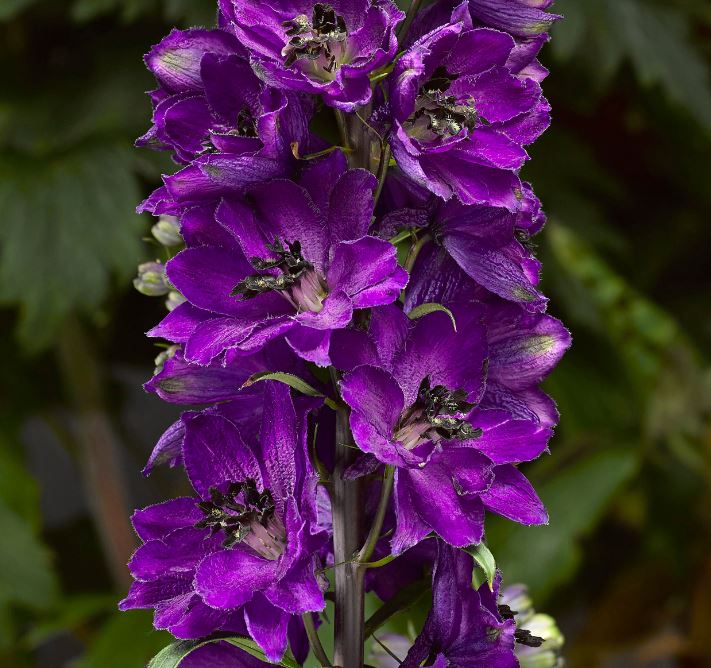 DELPHINIUM DELPHINA DARK BLUE BLACK BEE