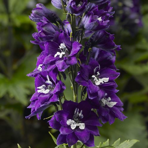 DELPHINIUM DELPHINA DARK BLUE WHITE BEE