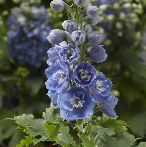 DELPHINIUM DELPHINA LIGHT BLUE WHITE BEE