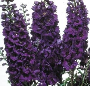 Delphinium 'Magic Fountains Dark Blue'