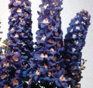 Delphinium 'Magic Fountains Sky Blue'