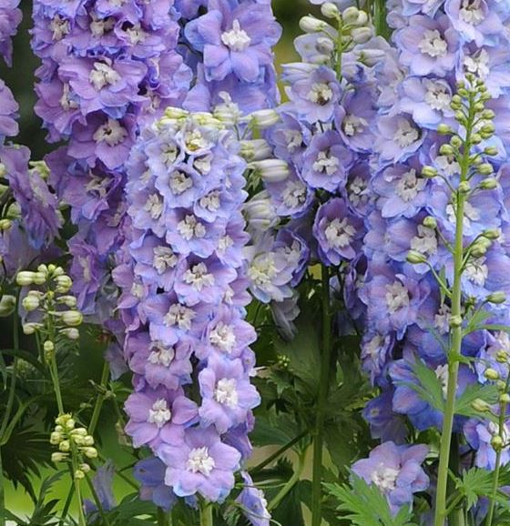 Delphinium del 'Shelby'