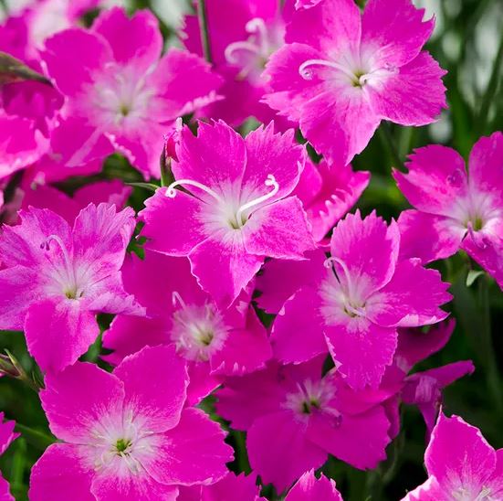 Dianthus Beauties® Kahori®