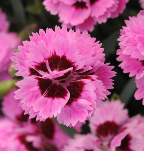 DIANTHUS EVERLAST LILAC WITH EYE