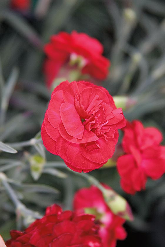 Dianthus hybrida Scent First 'Passion'