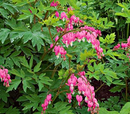 DICENTRA SPECTABILIS