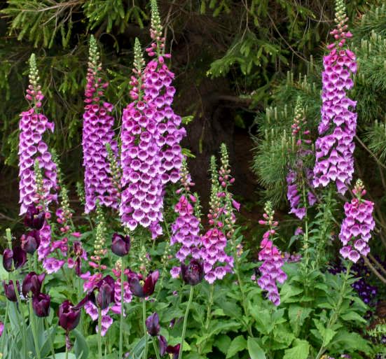 DIGITALIS FOXGLOVE DALMATIAN PURPLE