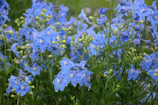 Delphinium grandiflorum 'Summer Blues'