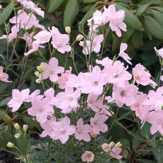 Delphinium grandiflorum 'Summer Morning'