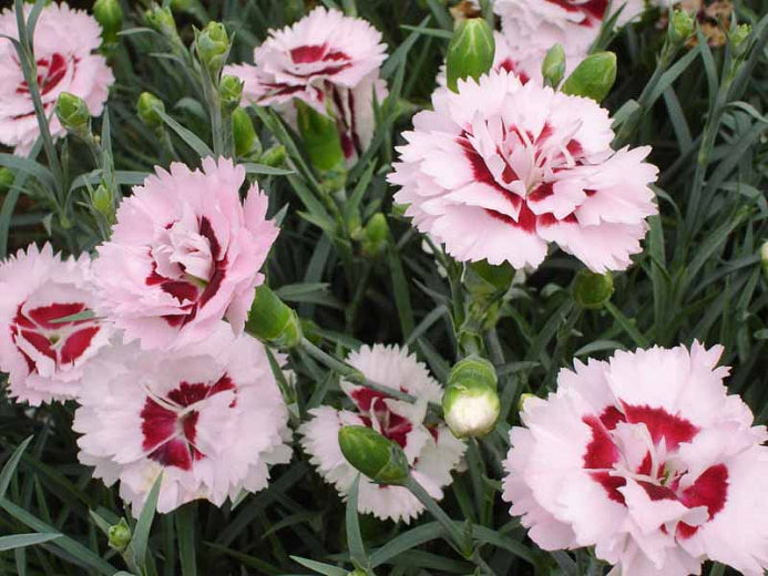 Dianthus 'Raspberry Surprise'