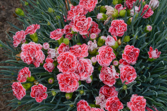 Dianthus hybrida Scent First™ 'Coral Reef'