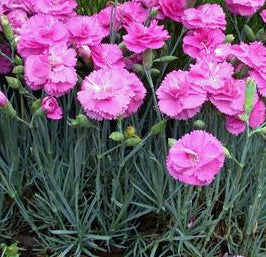 Dianthus hybrida Scent First™ 'Tickled Pink'