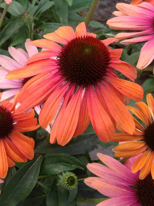 Echinacea Butterfly™ 'Rainbow Marcella'