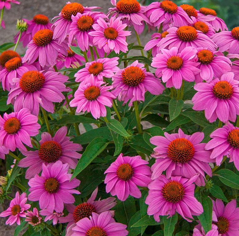 ECHINACEA POW WOW WILDBERRY CONEFLOWER