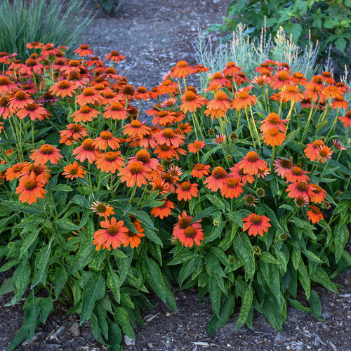 Echinacea 'Adobe Orange'