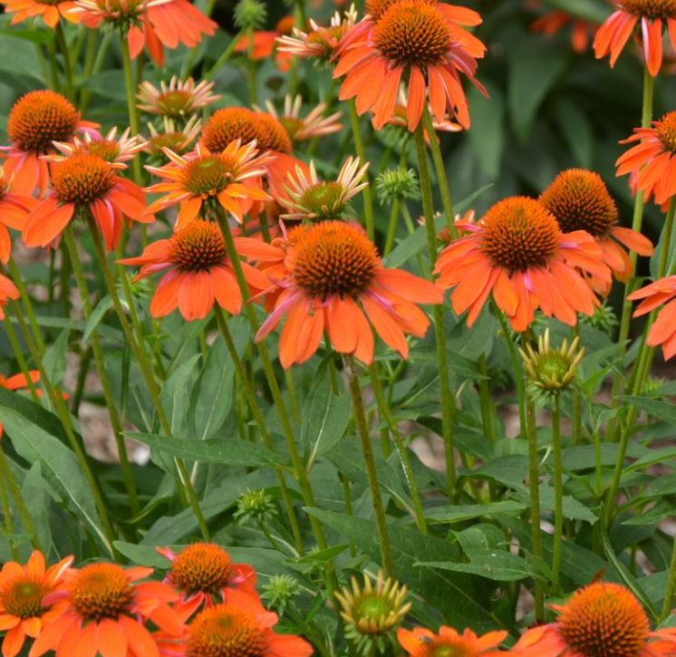 ECHINACEA SOMBRERO ADOBE ORANGE