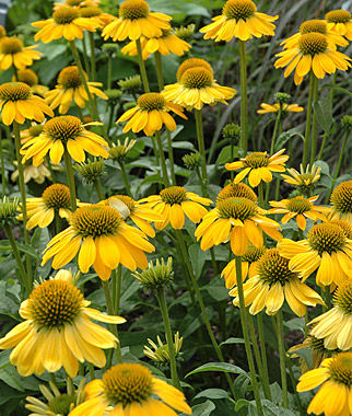 Echinacea Sombrero™ 'Lemon Yellow Improved'