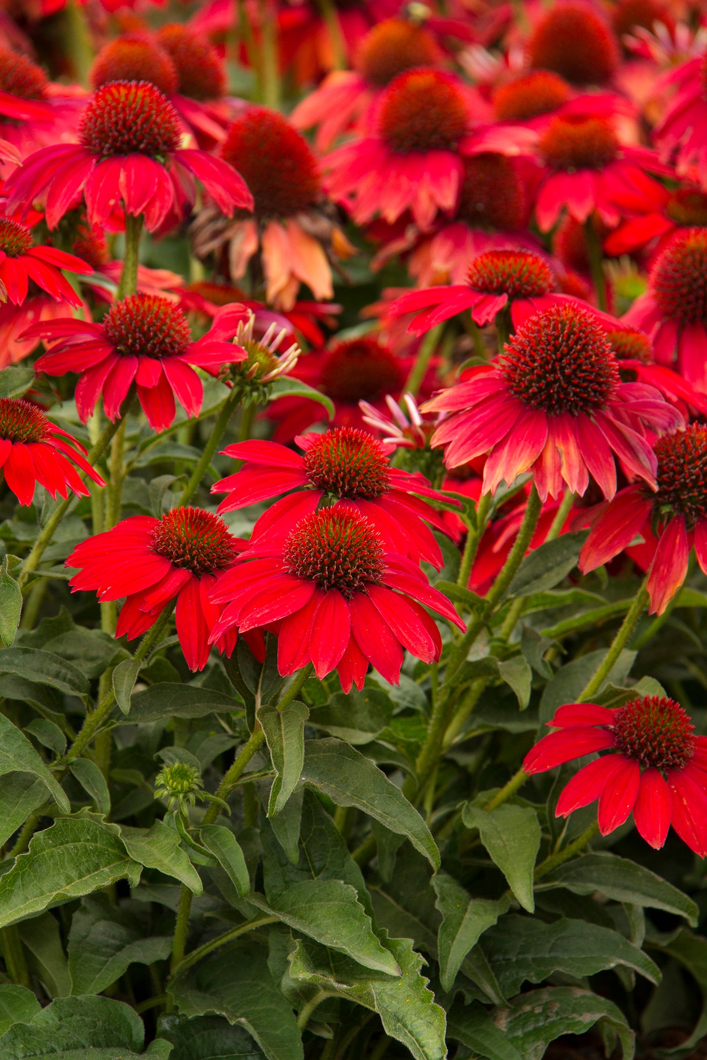 Echinacea Sombrero™ 'Salsa Red'