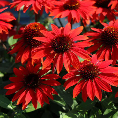 ECHINACEA SOMBRERO SANGRITA