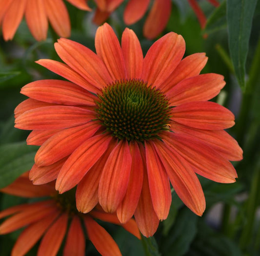 ECHINACEA SOMBRERO TANGO TANGERINE