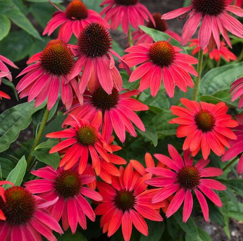 Echinacea Summersong™ 'Firefinch™'