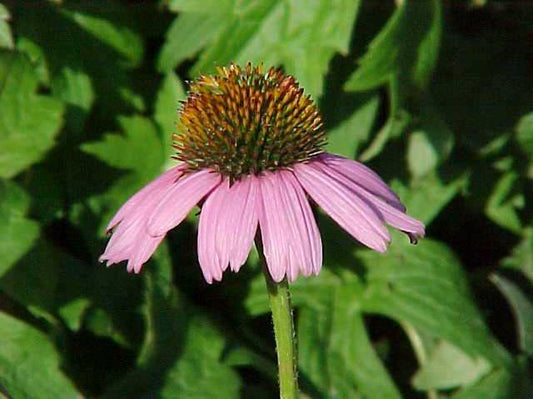 ECHINACEA PURPUREA 'MAGNUS'
