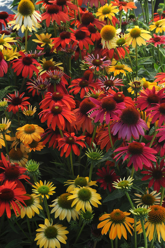 Echinacea  'Cheyenne Spirit'