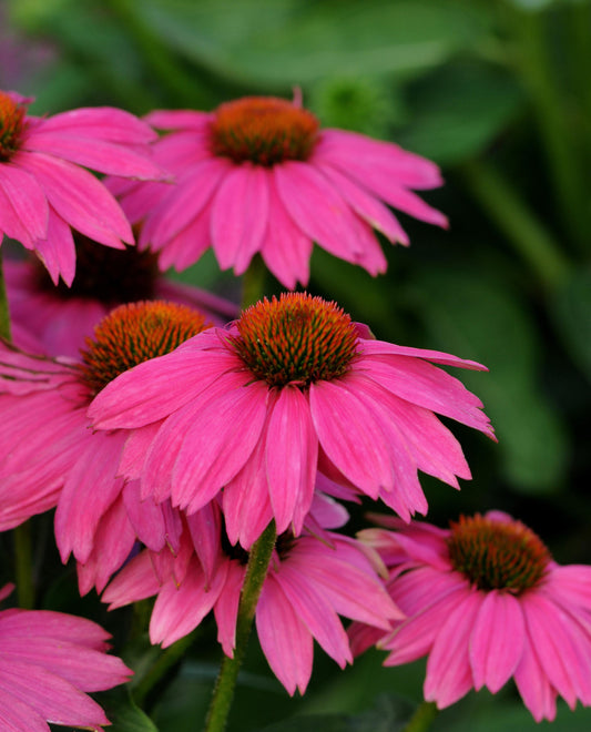 Echinacea pur 'Pow Wow Wild Berry'
